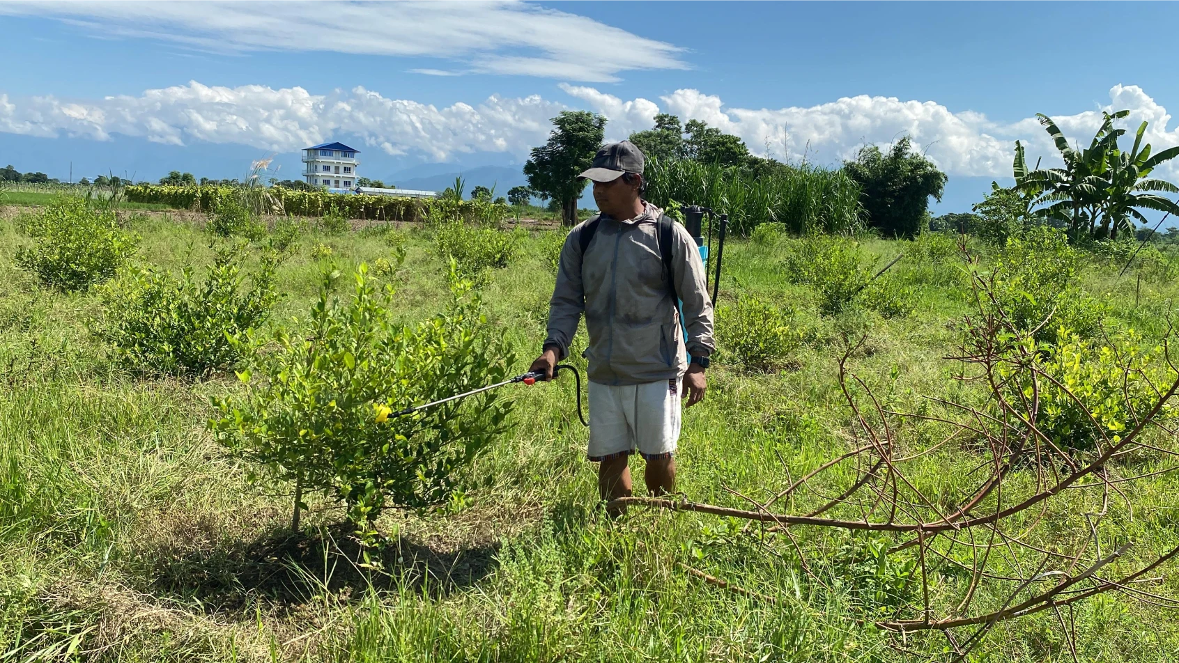 Man spraying plants in a green field under a clear sky.